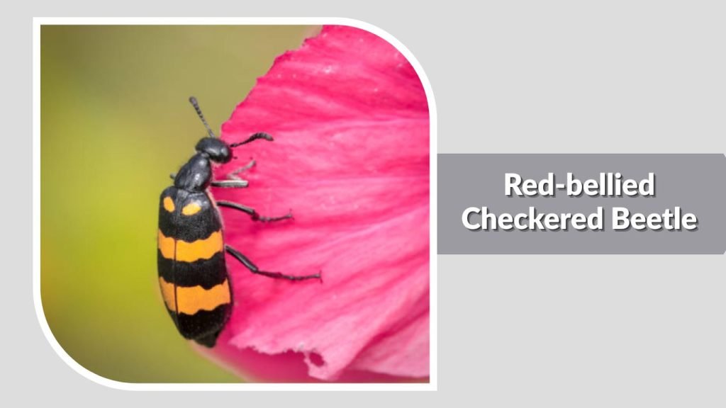 Red-bellied Checkered Beetle