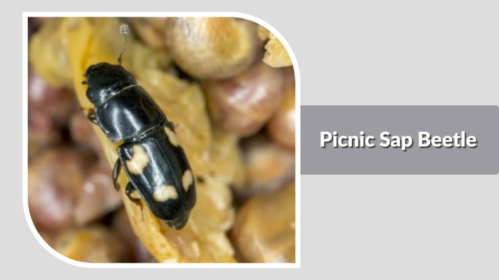  Picnic Sap Beetle
