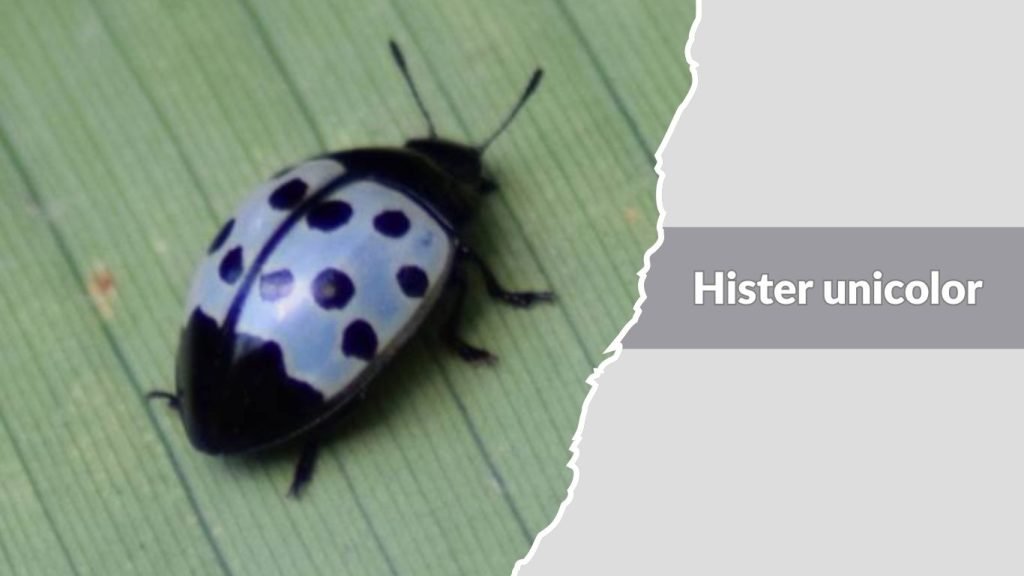 Hister unicolor