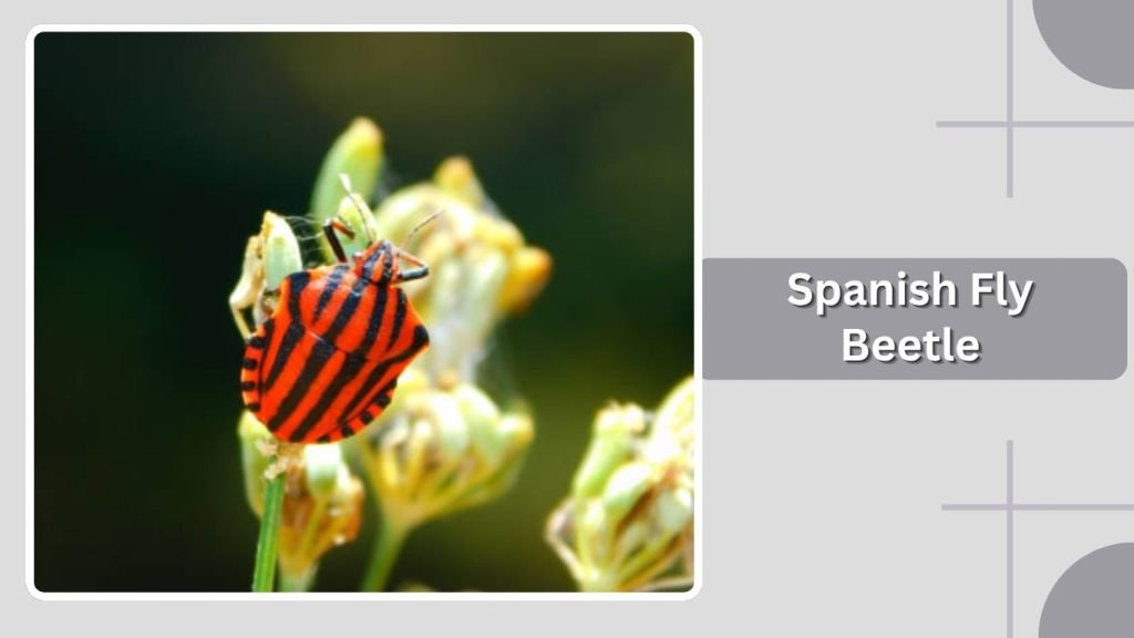 Spanish Fly Beetle
