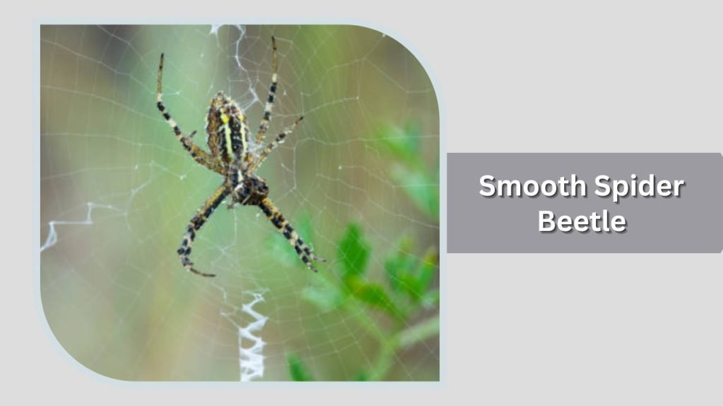 Smooth Spider Beetle