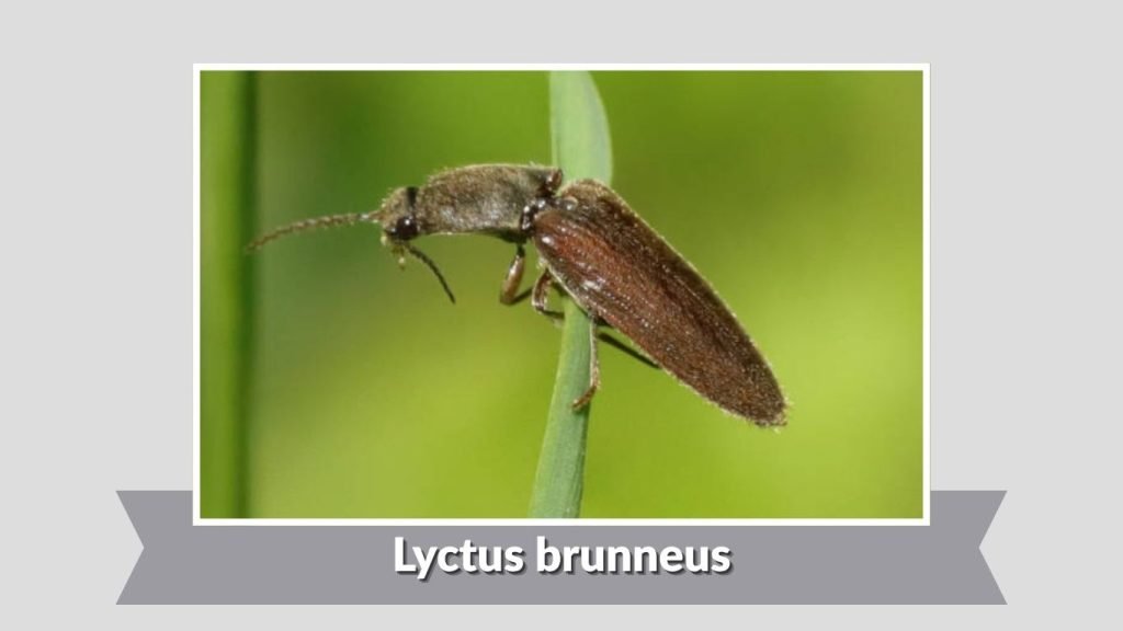 Lyctus brunneus 