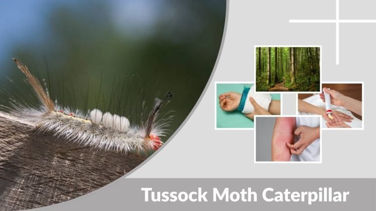 Moth Tree Rash Tussock Moth Caterpillar: Types, Sting, Rash & Safety Guide