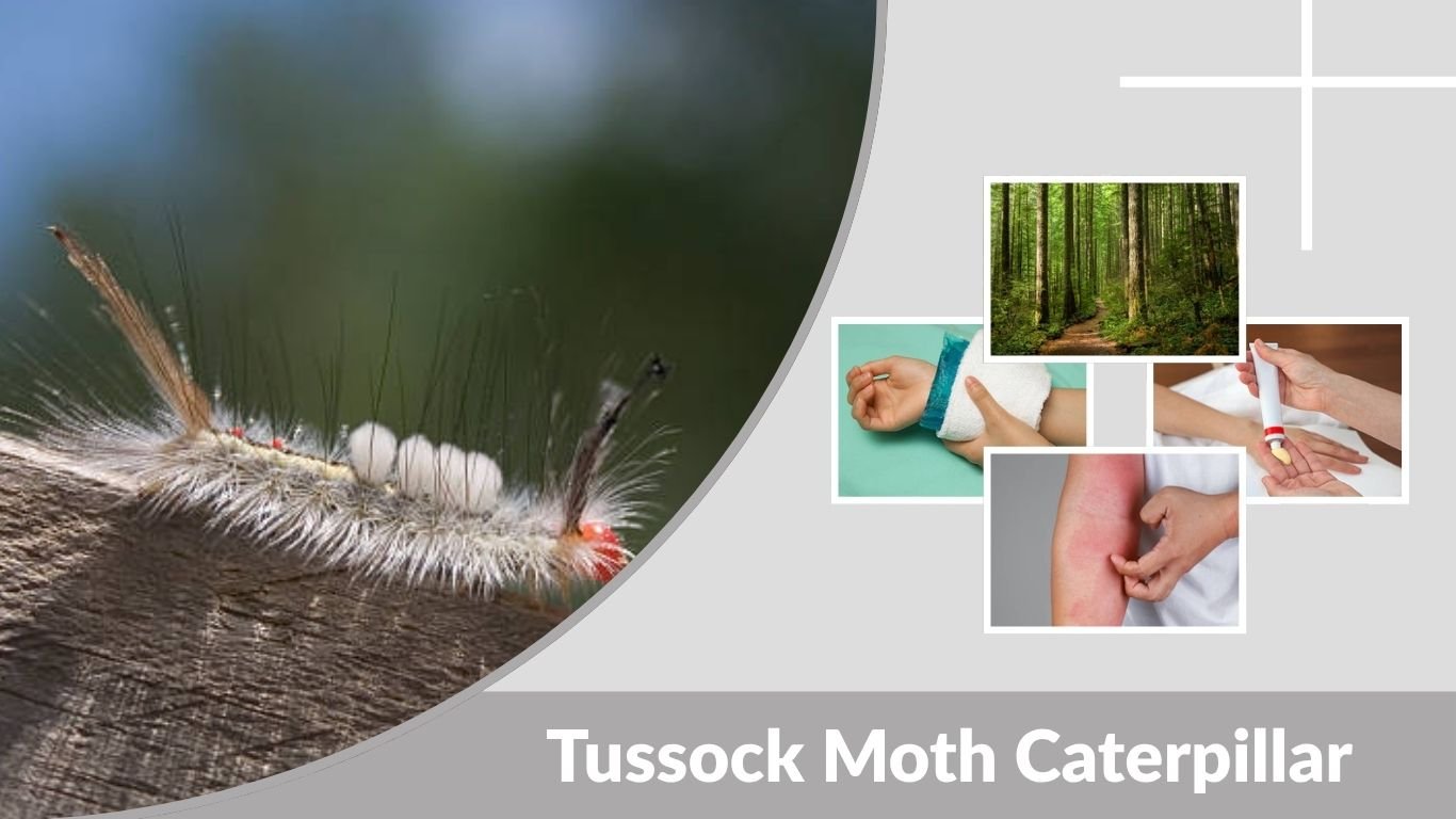 Tussock Moth Caterpillar: Types, Sting, Rash & Safety Guide