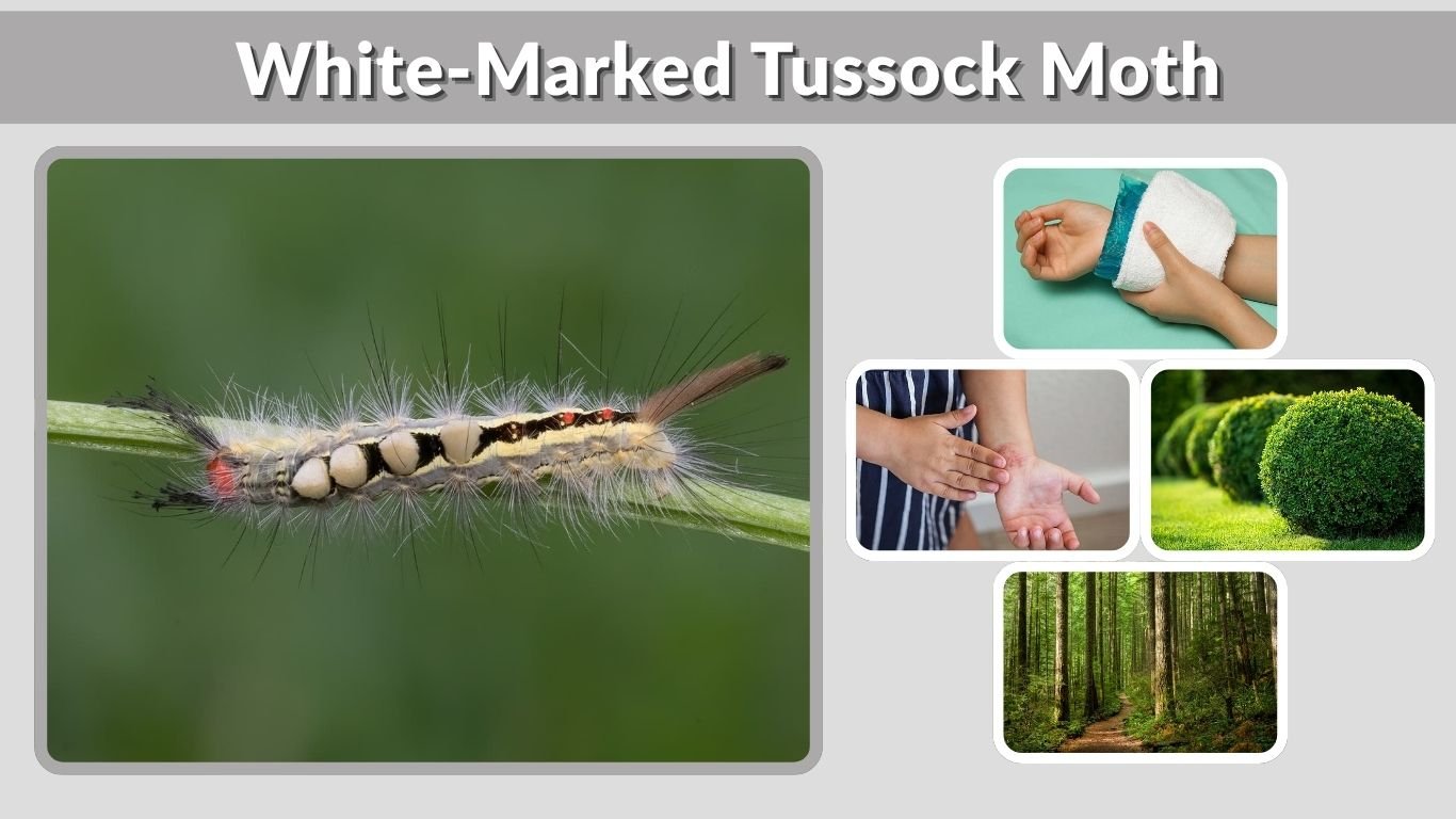 White-Marked Tussock Moth: Life Cycle, Sting, Rash & Safety