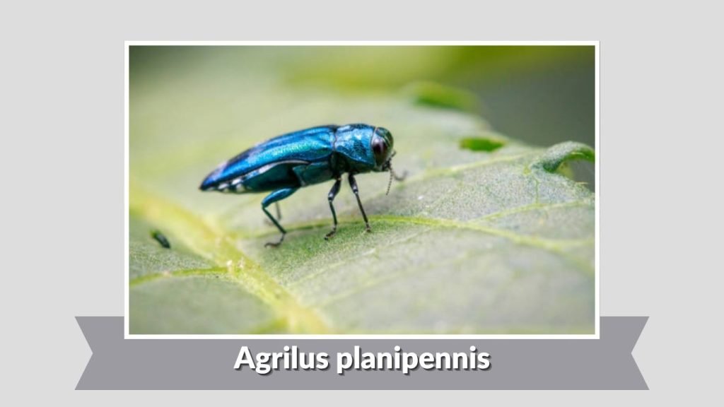 Agrilus planipennis