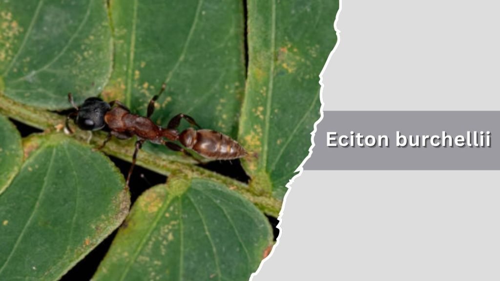 Eciton burchellii