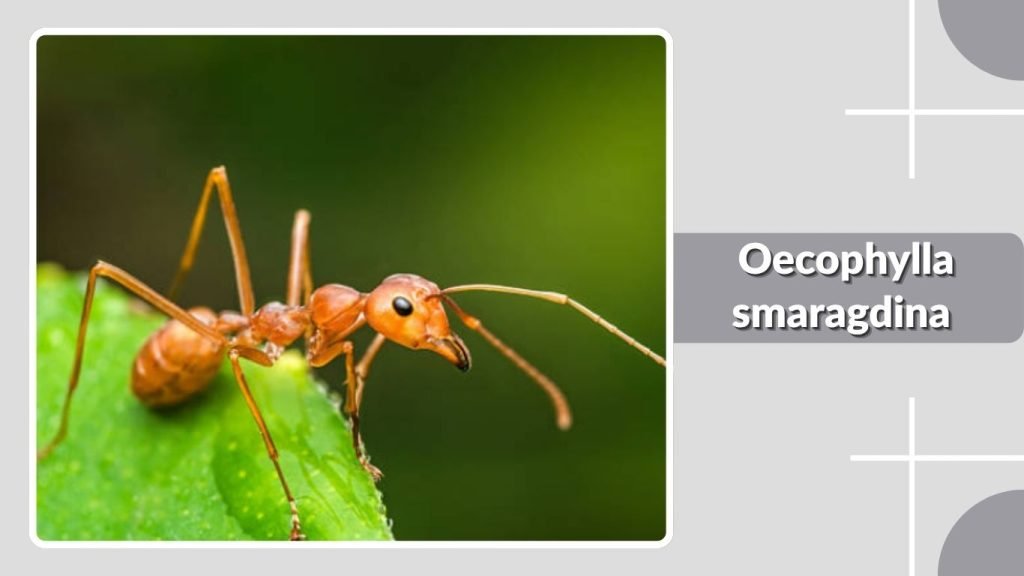  Oecophylla smaragdina