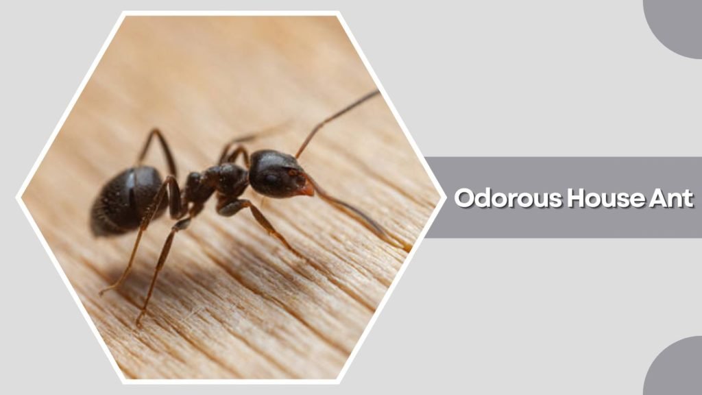 Odorous House Ant