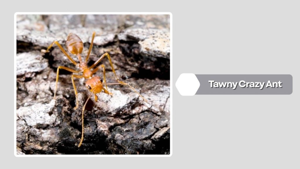 Tawny Crazy Ant