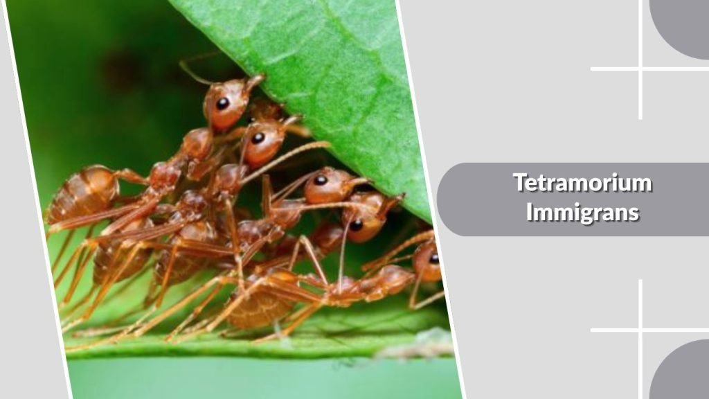 Tetramorium Immigrans
