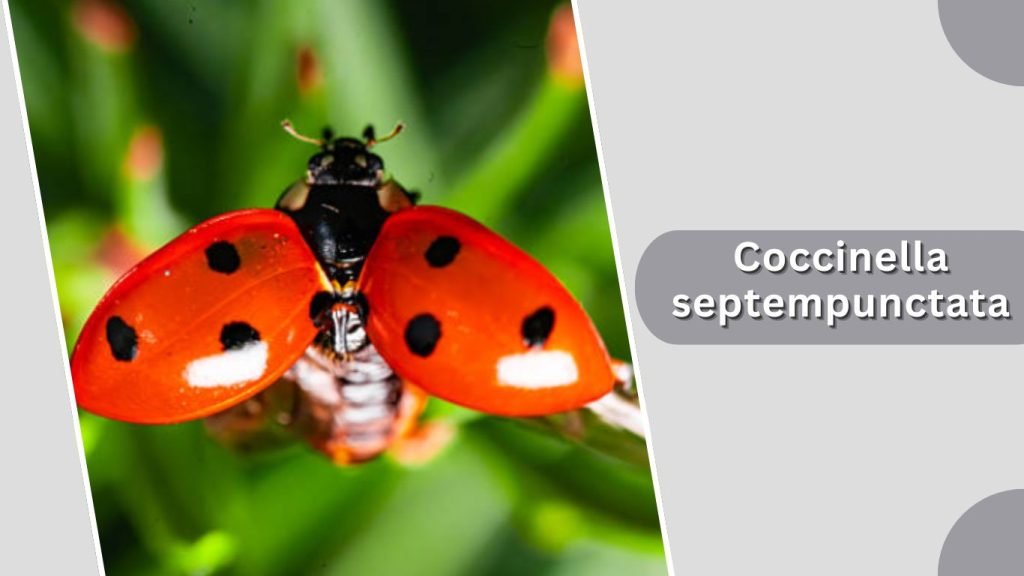  Coccinella septempunctata
