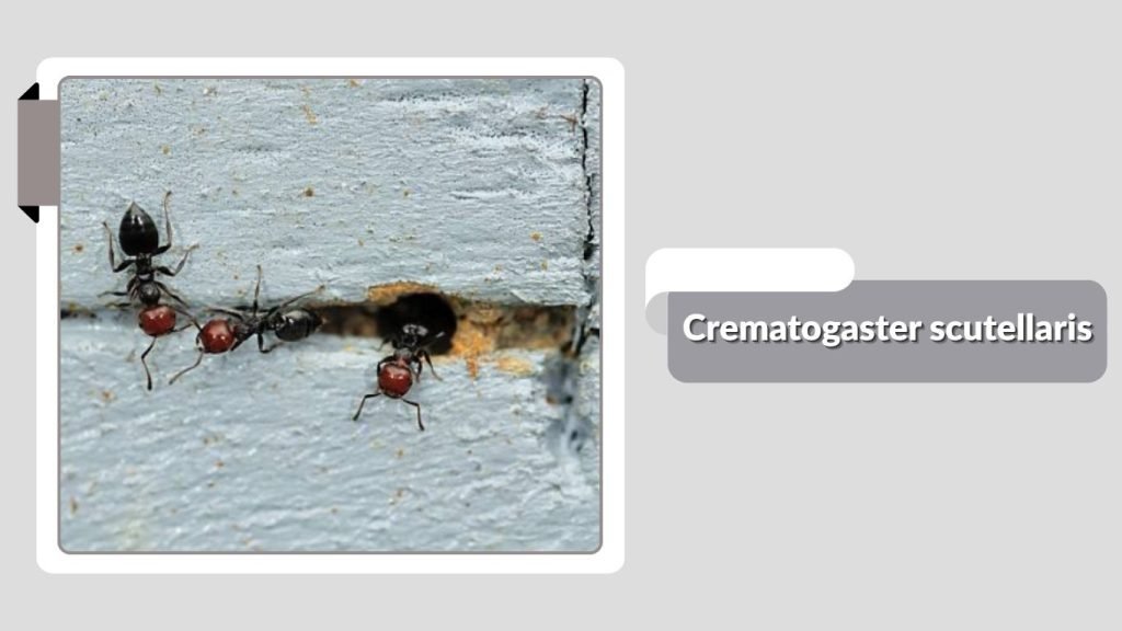 Crematogaster scutellaris