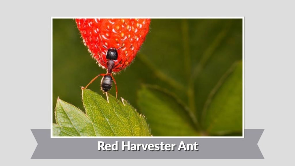 Red Harvester Ant