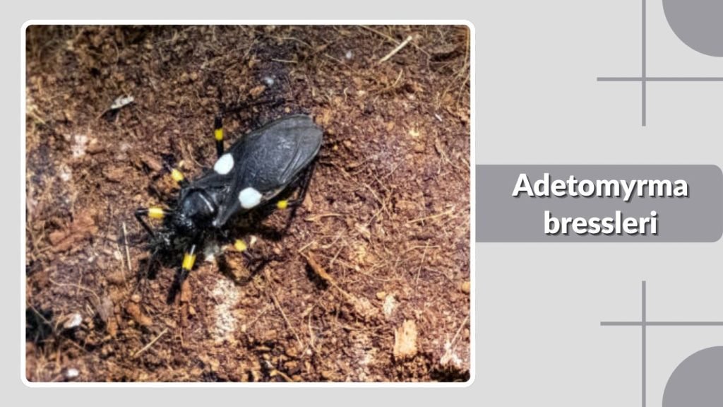Adetomyrma bressleri
