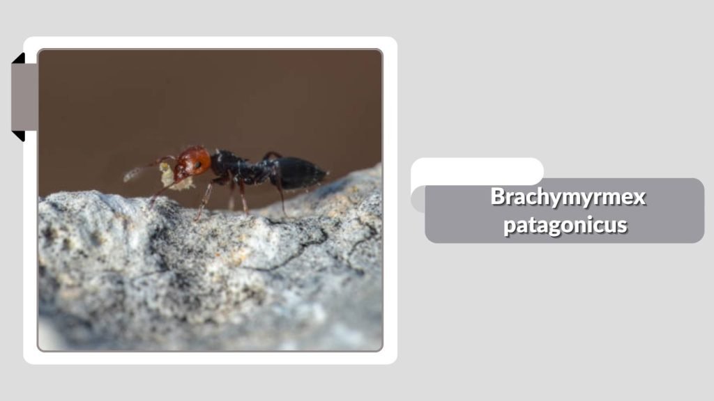  Brachymyrmex patagonicus