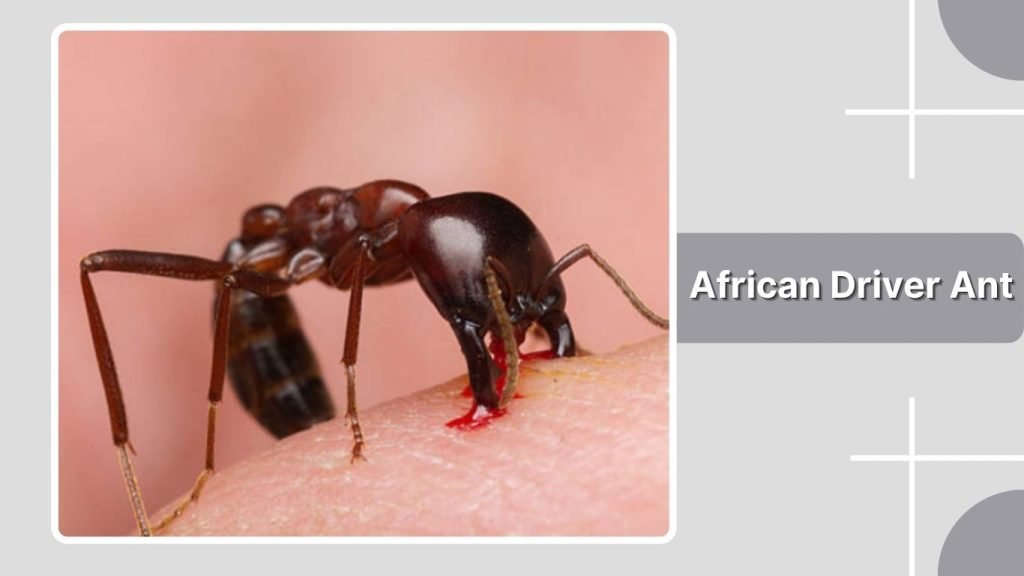 African Driver Ant