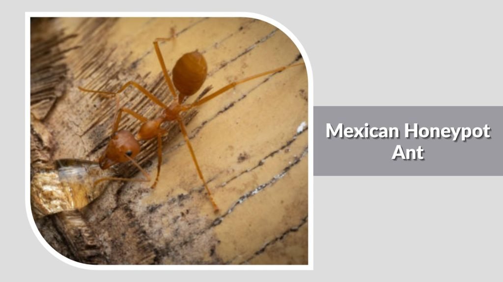 Mexican Honeypot Ant