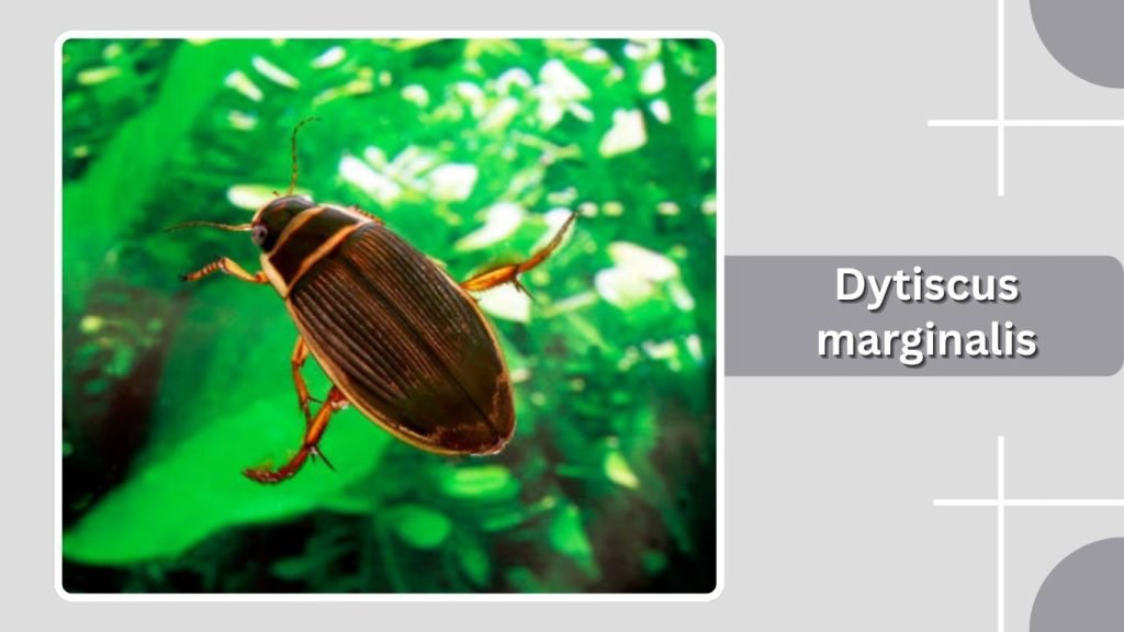 Dytiscus marginalis