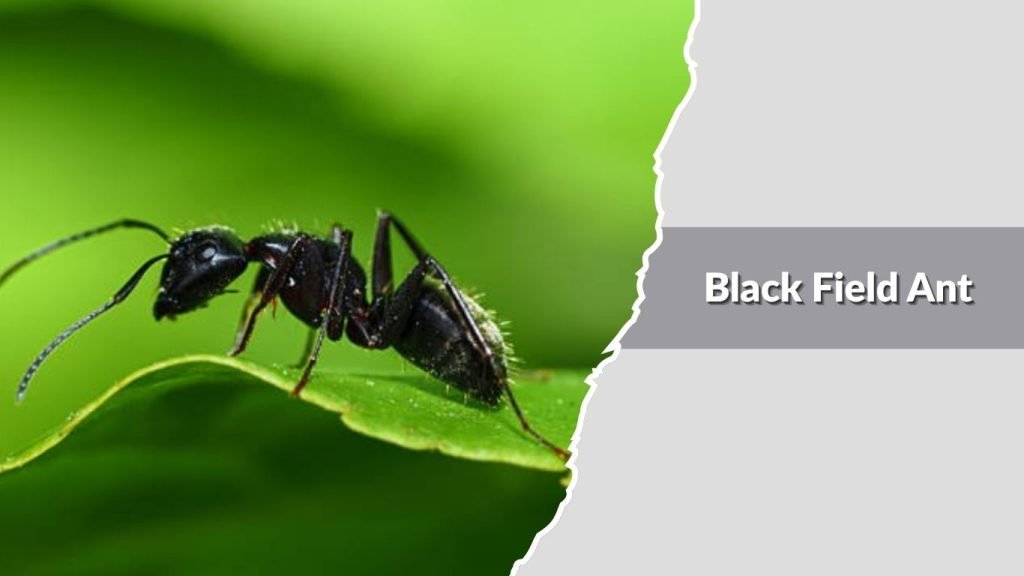 Black Field Ant