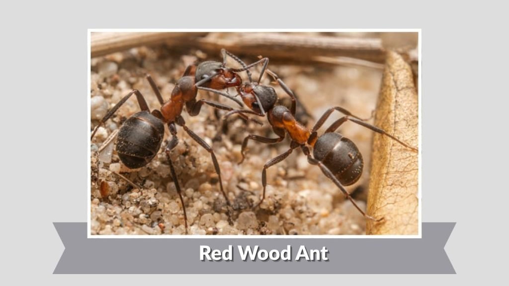 Red Wood Ant
