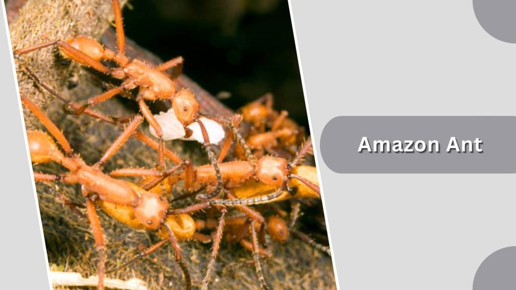 Amazon Ant