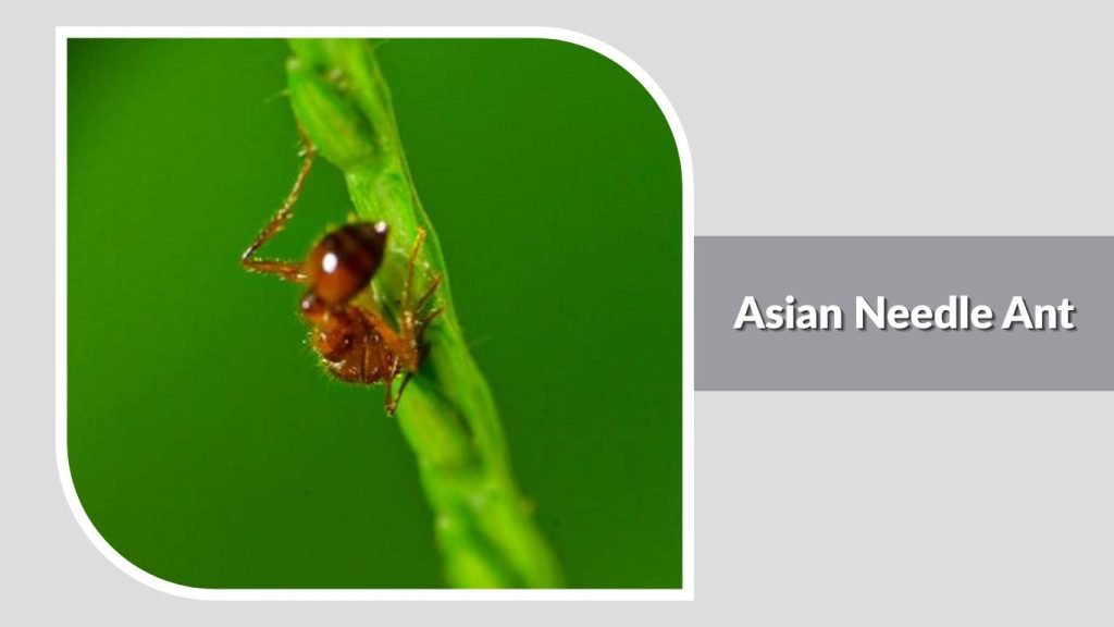 Asian Needle Ant