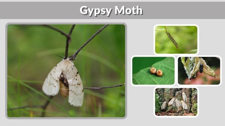 Gypsy Moth Life Cycle and How to Control It Fast
