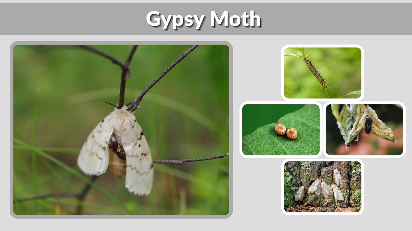 Gypsy Moth Life Cycle and How to Control It Fast 