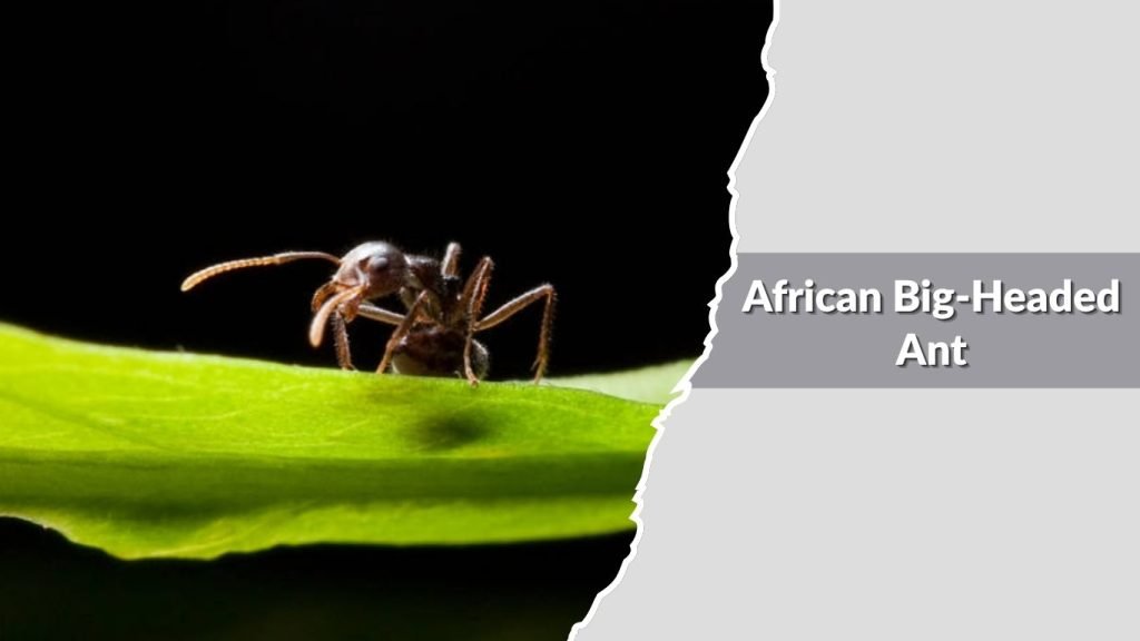 African Big-Headed Ant