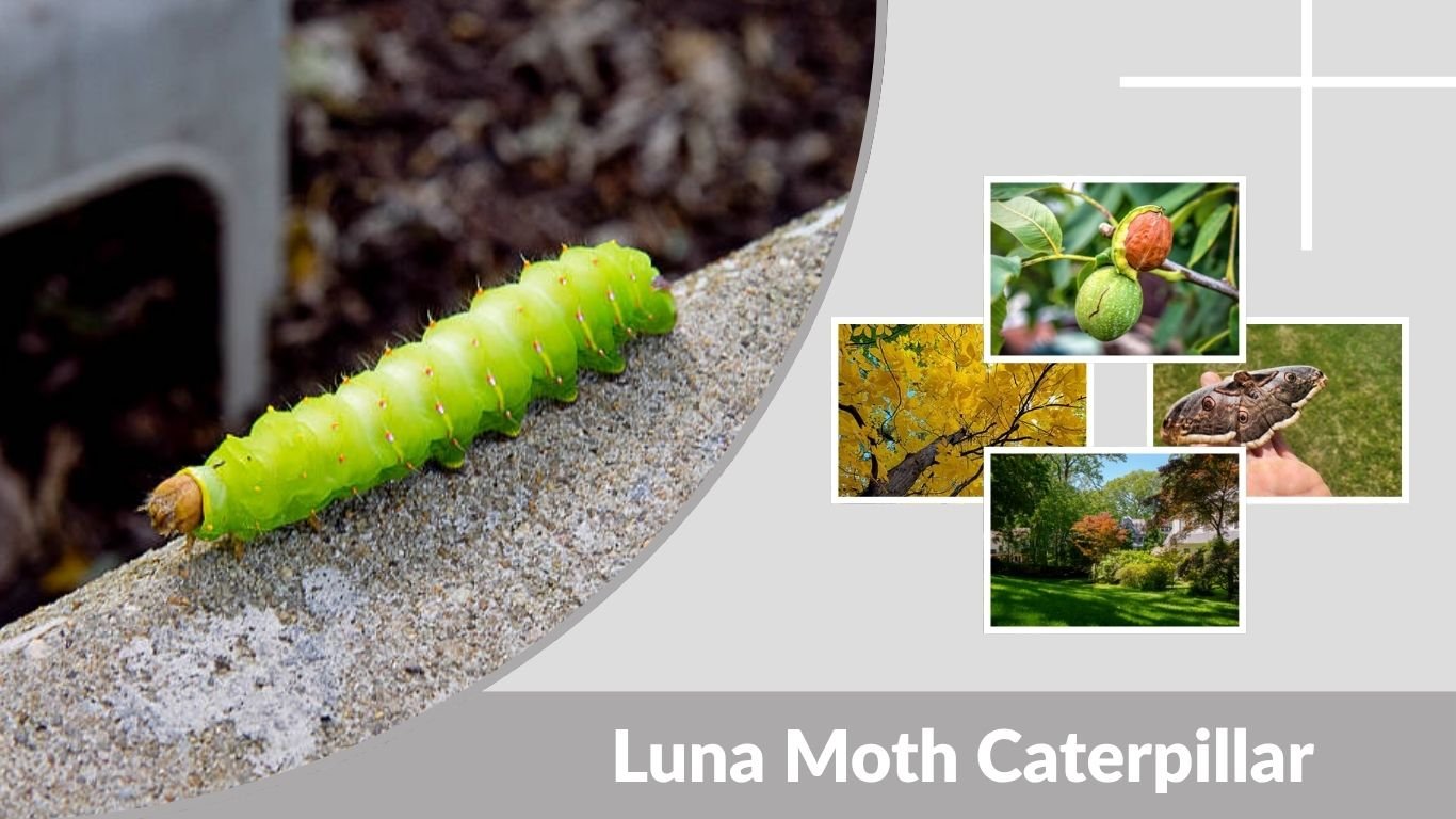 Luna Moth Caterpillar: Habitat, Diet, Life Cycle & Care Tips