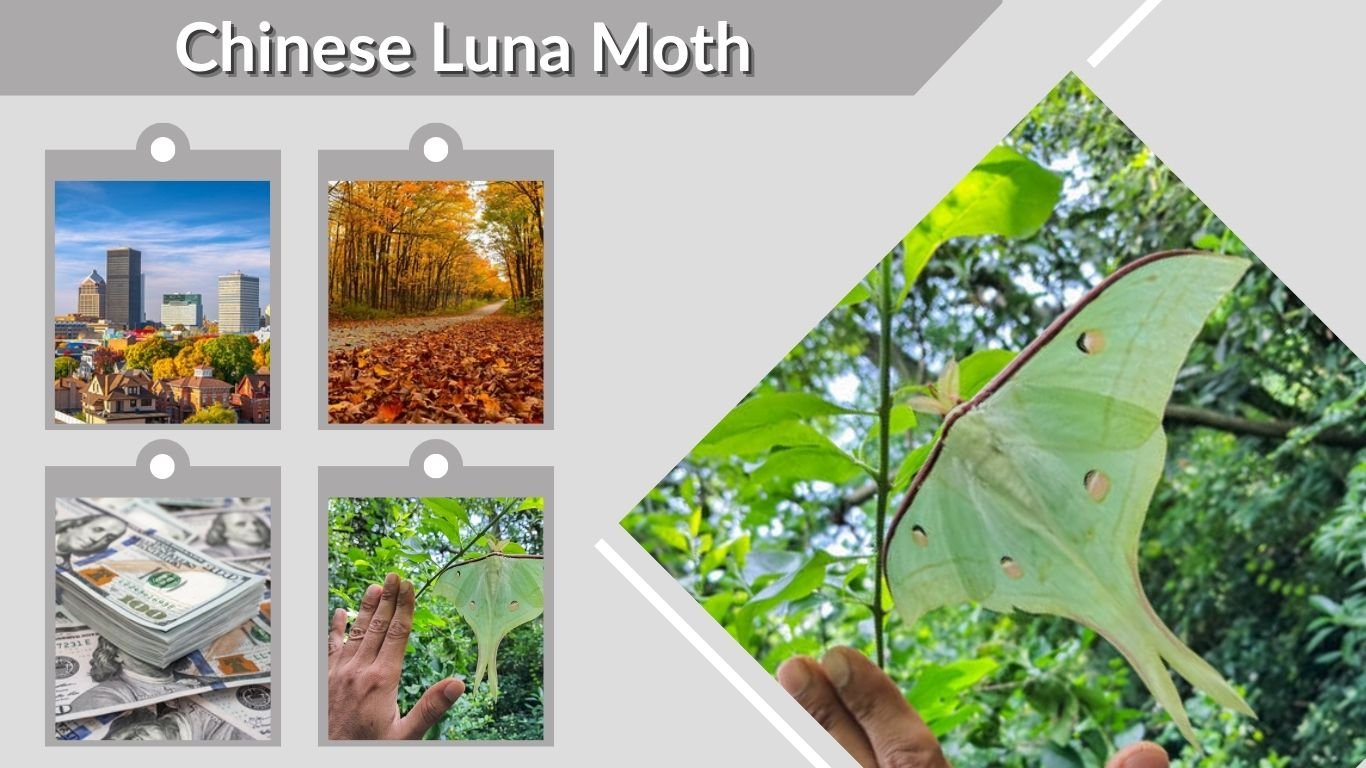 Chinese Luna Moth: Diet, Habitat, Life Cycle and Facts