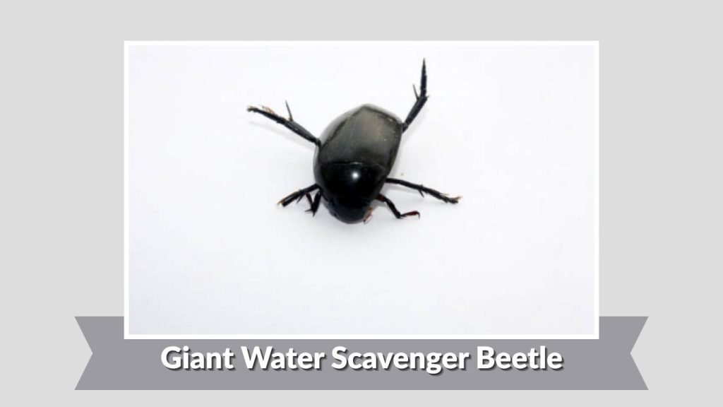 Giant Water Scavenger Beetle