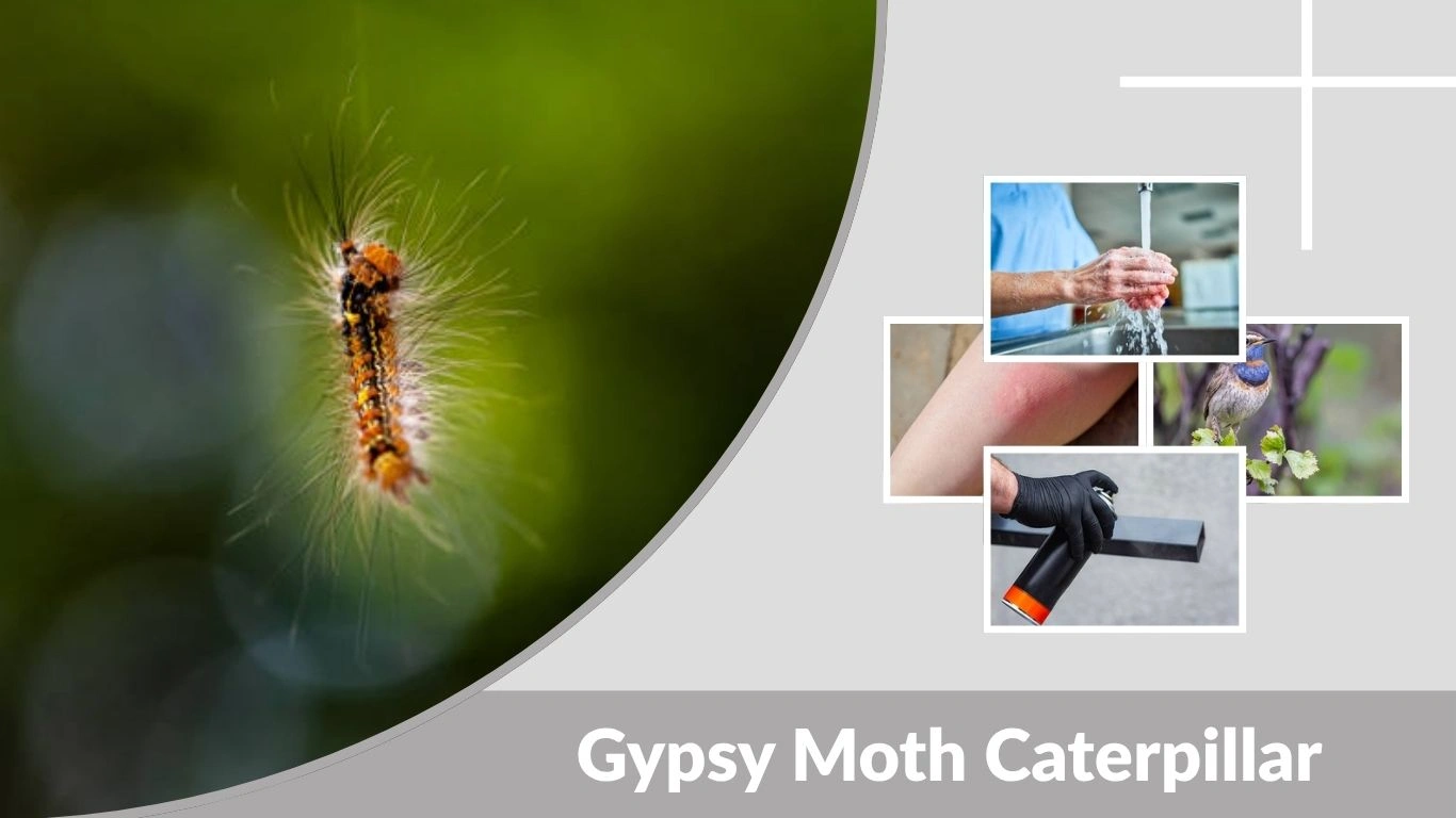 Gypsy Moth Caterpillar: Life Cycle, Damage and Control Guide