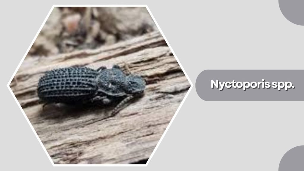  Nyctoporis spp.