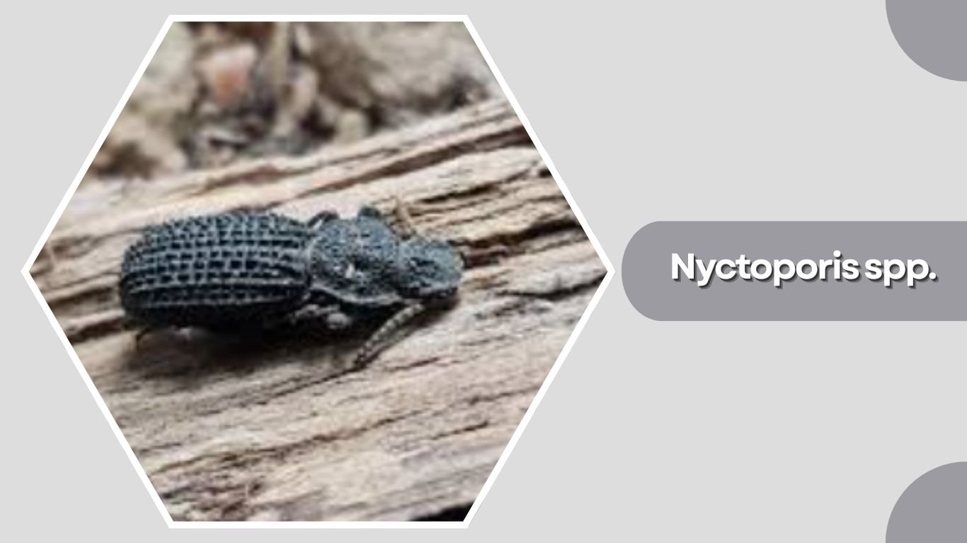 27 Types of Darkling Beetles: Species Identification Guide
