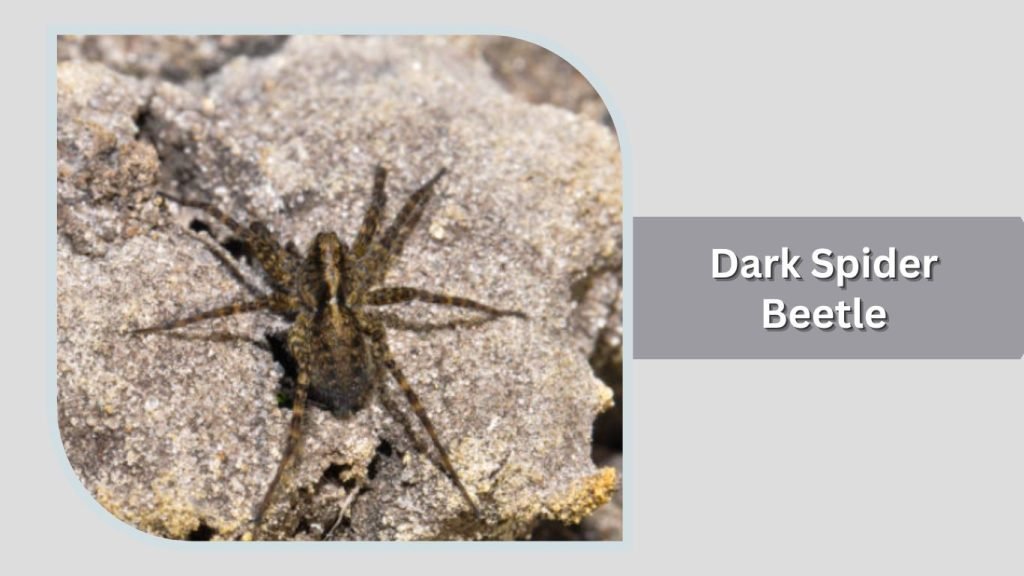 Dark Spider Beetle