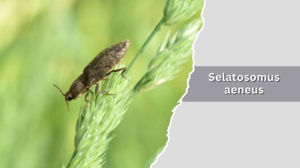 Selatosomus aeneus