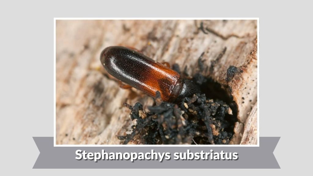 Stephanopachys substriatus 