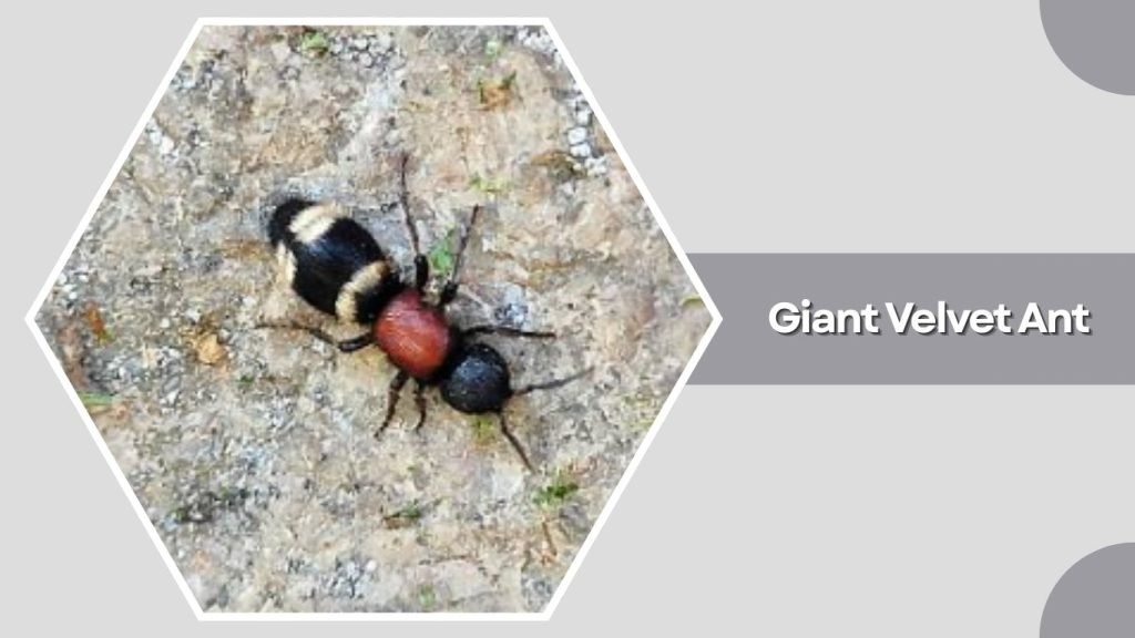  Giant Velvet Ant