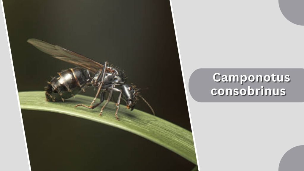  Camponotus consobrinus