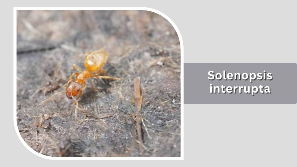 Solenopsis interrupta