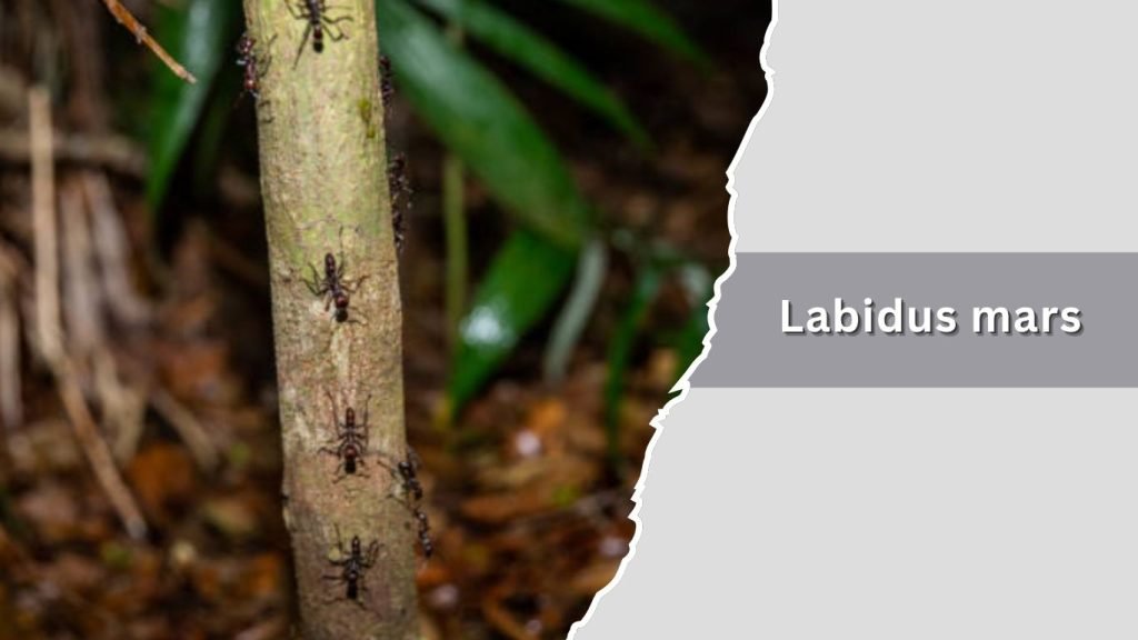 Labidus mars