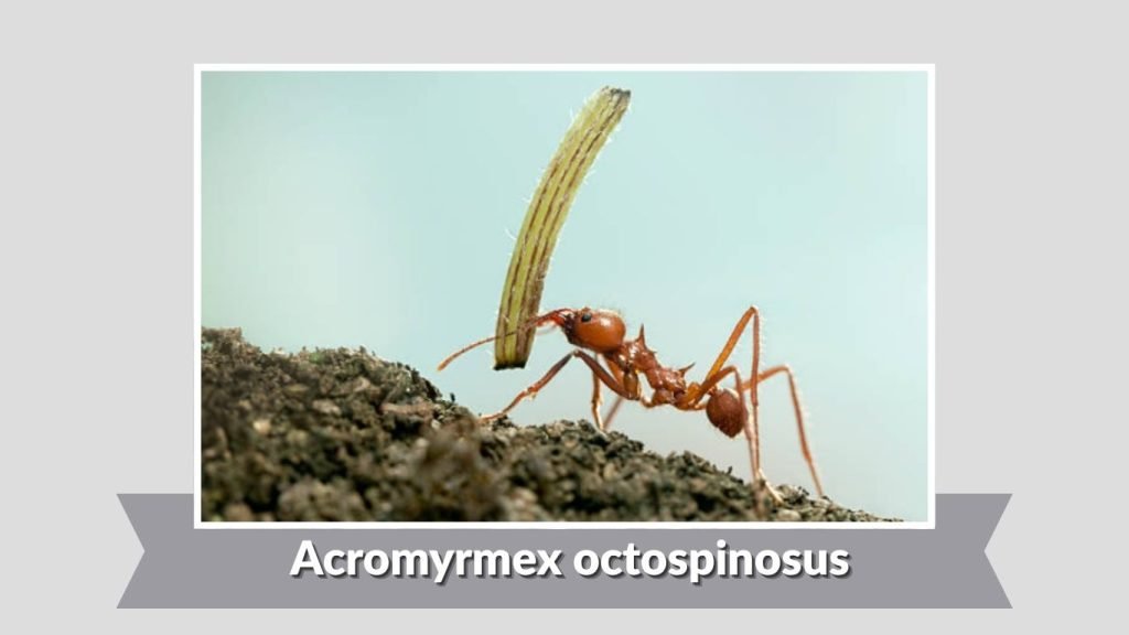  Acromyrmex octospinosus