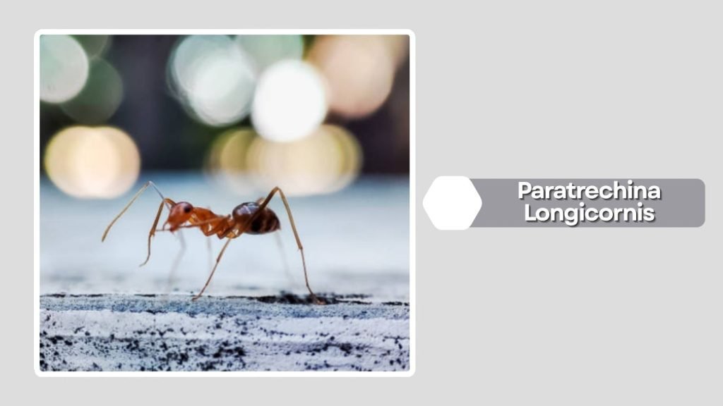 Paratrechina Longicornis