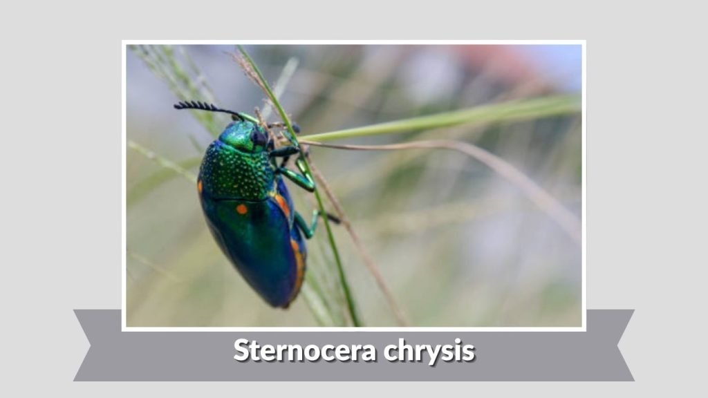 Sternocera chrysis