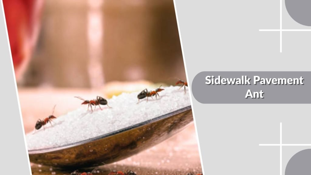 Sidewalk Pavement Ant