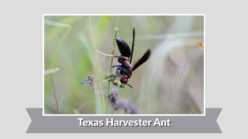 Texas Harvester Ant
