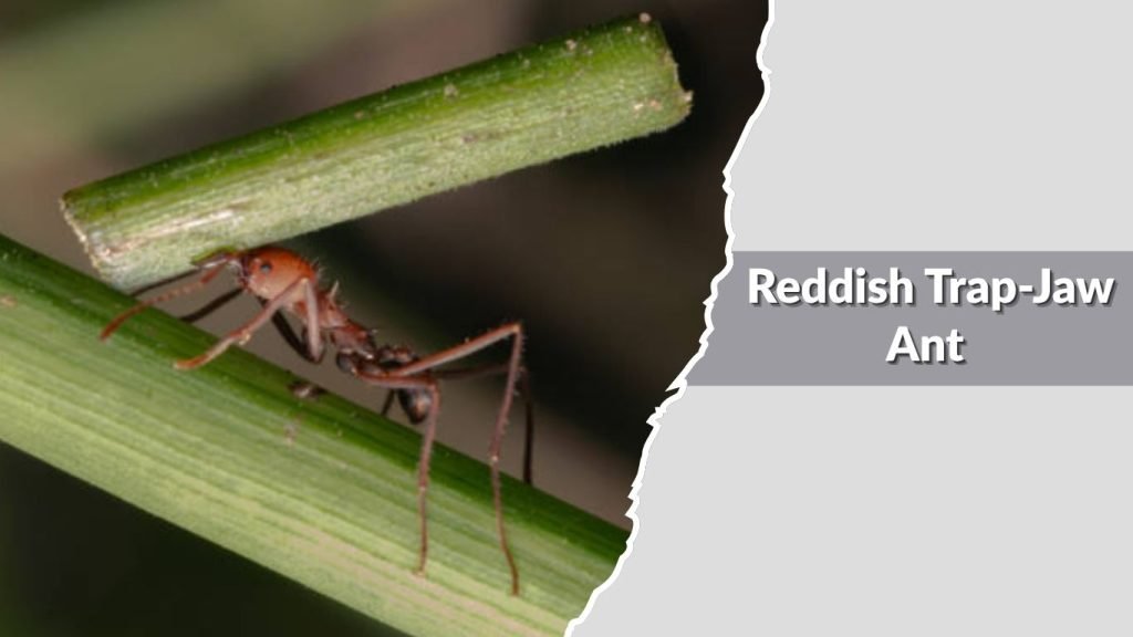 Reddish Trap-Jaw Ant