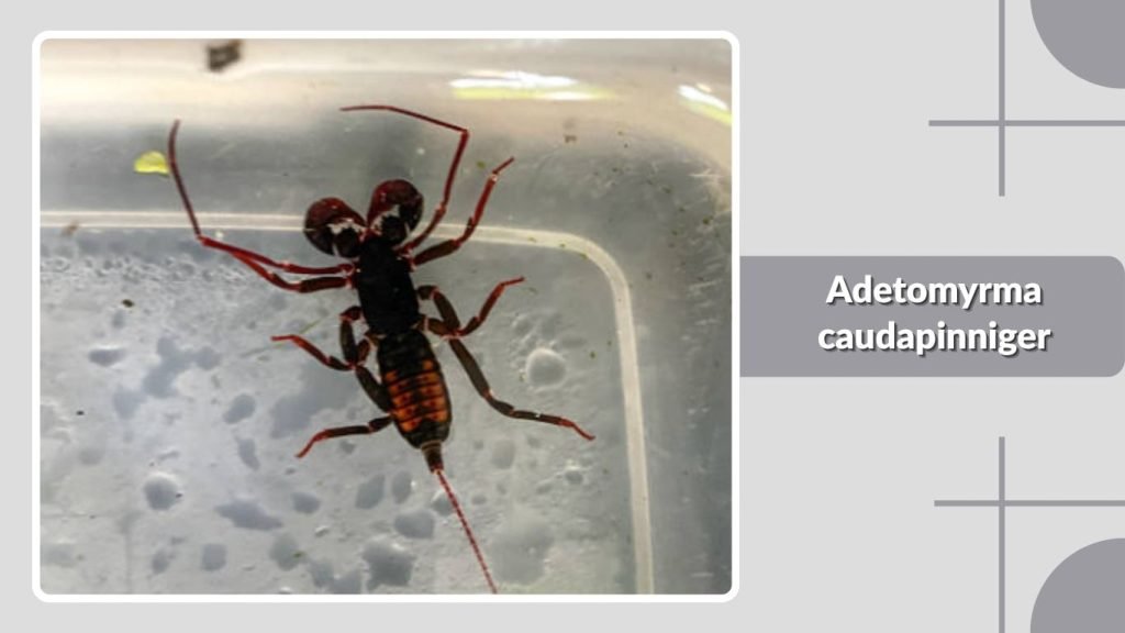 Adetomyrma caudapinniger